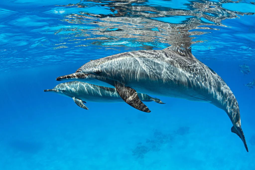 Image of two dolphins swimming under referencing ultrasonic acoustic attack